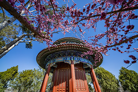 观花植物春天古建筑景山公园观妙亭背景