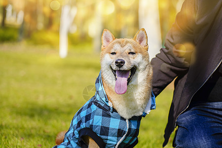 穿着蓝色衣服的柴犬图片