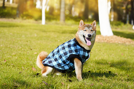 穿着蓝色衣服的柴犬图片