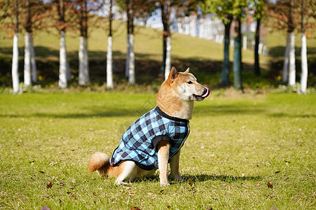 穿着蓝色衣服的柴犬图片