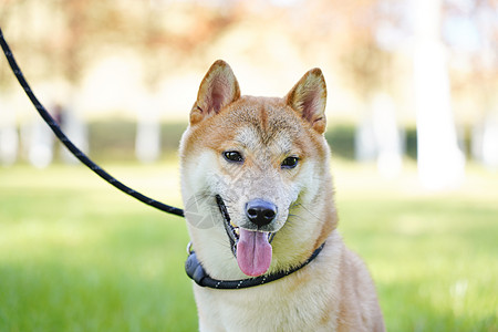 柴犬小时候安全牵绳遛狗柴犬背景