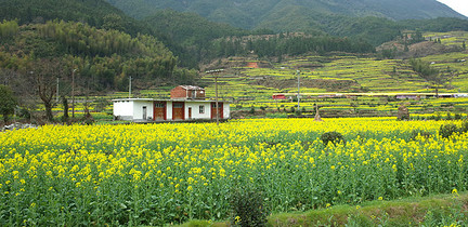 婺源油菜花图片