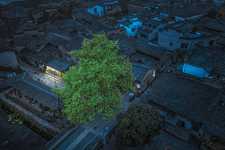 古镇的千年老树图片