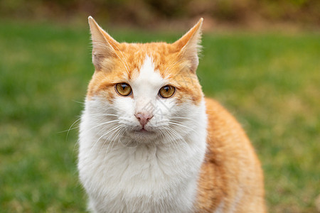 在户外的橘猫图片