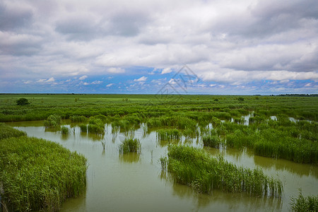 海植物盐城大洋湾湿地风景区背景