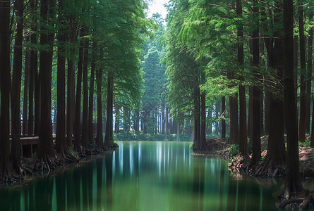 森林小溪滩涂湿地森林风光背景