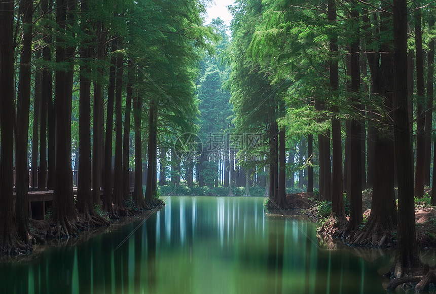 滩涂湿地森林风光图片