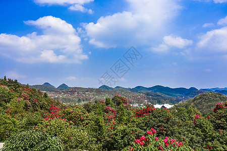 多彩贵州城贵州百里杜鹃景区杜鹃花背景