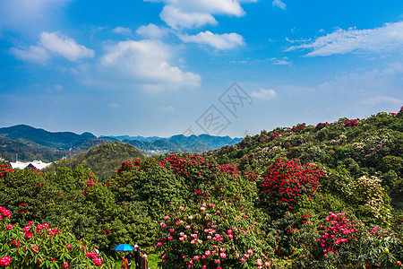 贵州杜鹃贵州百里杜鹃景区背景