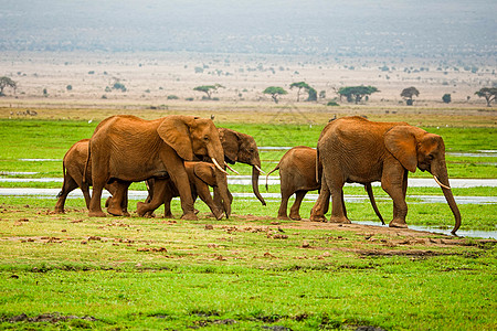 非洲大草原日落非洲象群背景