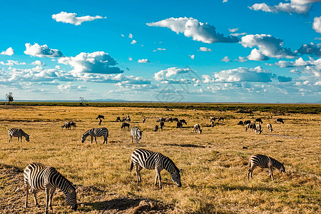 非洲斑马非洲大草原高清图片