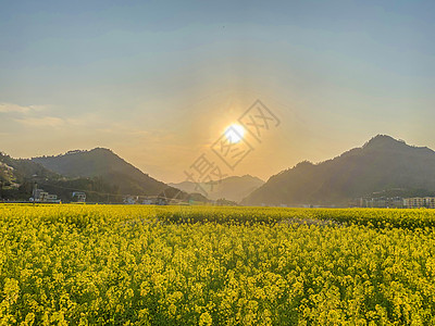 贵州油菜花贵州铜仁市瓦屋乡油菜花海背景