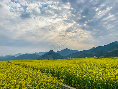 铜仁市瓦屋乡油菜花海图片