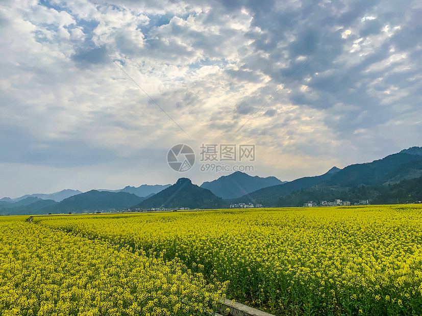 铜仁市瓦屋乡油菜花海图片