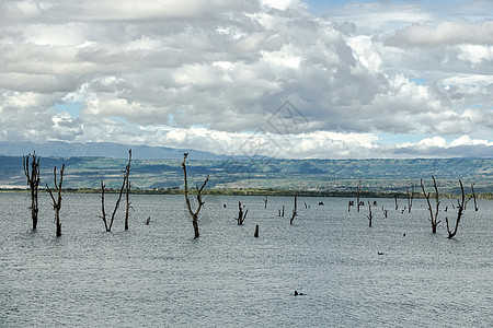 纳瓦沙湖非洲奈瓦沙湖背景