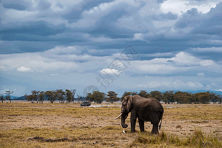 非洲象背景图片