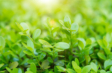 春天里茂盛生长的嫩叶图片