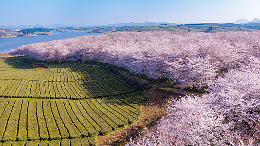 贵州梯田贵州平坝万亩樱花园背景