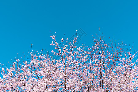 贵州梯田贵州平坝万亩樱花园背景