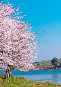 贵州平坝万亩樱花园图片