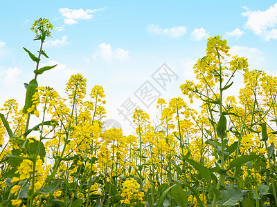 春天盛开的油菜花图片