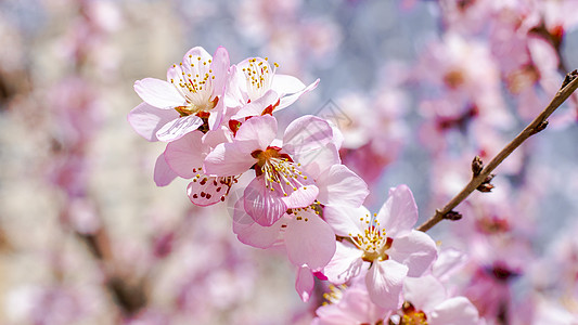 樱花节北京玉渊潭公园樱花绽放背景