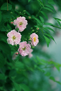 蔷薇绽放五月清新高清图片
