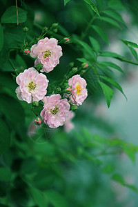 蔷薇绽放五月高清图片素材