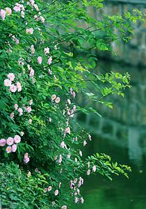 河边植物河边蔷薇背景