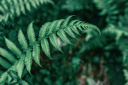 蕨类植物背景图片