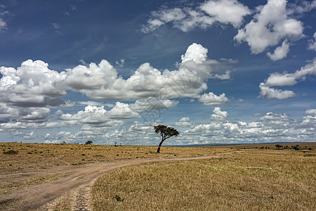 非洲安博塞利国家公园草原风景图片