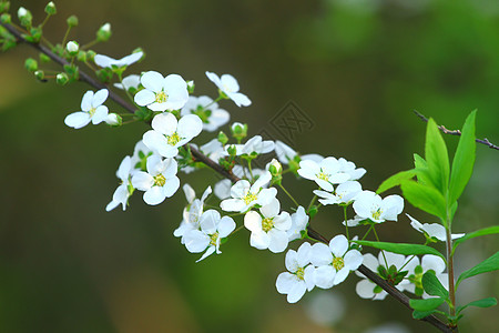 雪柳花儿图片