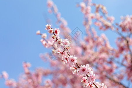 春天盛开的梅花图片