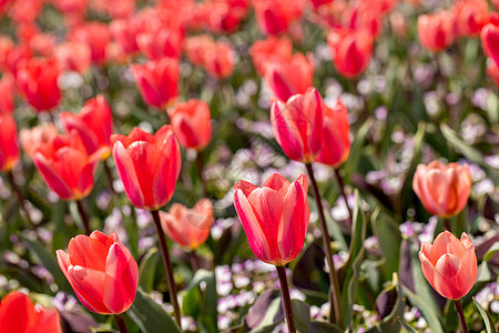 郁金香花海图片