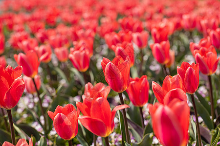 郁金香花海图片