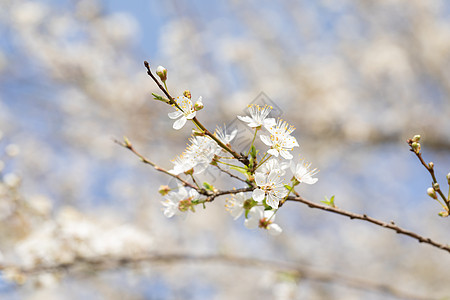 春季欧洲李花盛开高清图片