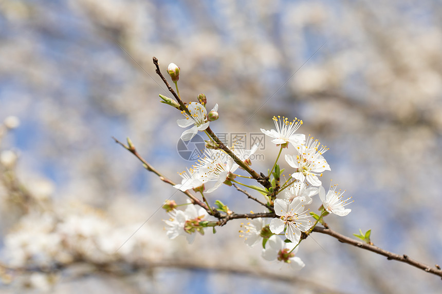 春季欧洲李花盛开图片