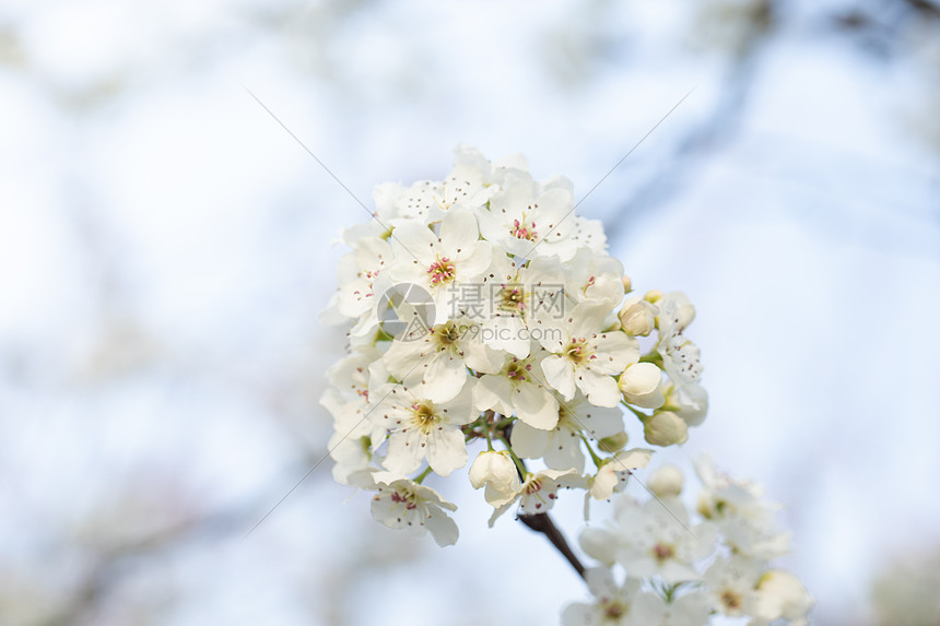 春天豆梨开花图片