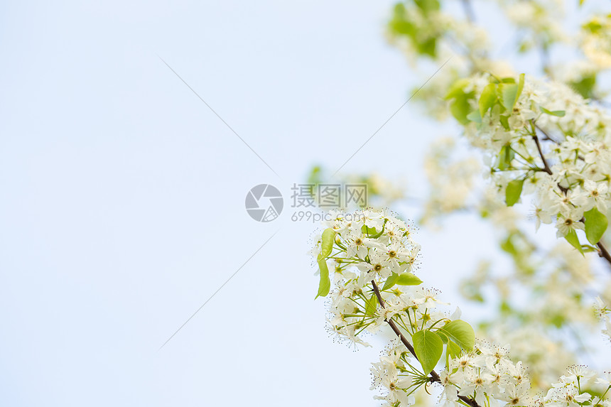 春天豆梨开花图片