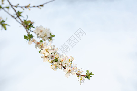 春季欧洲李花盛开高清图片