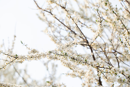 春季欧洲李花盛开背景图片