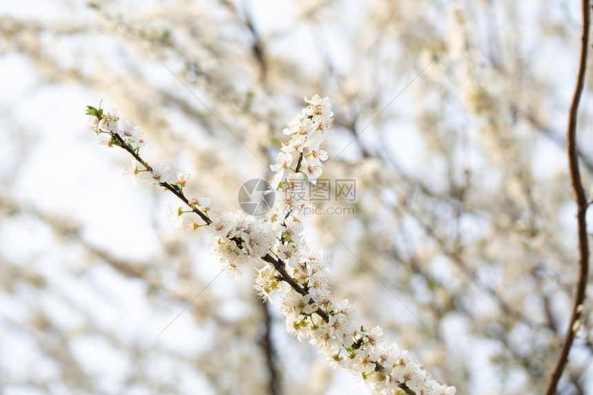 春季欧洲李花盛开图片