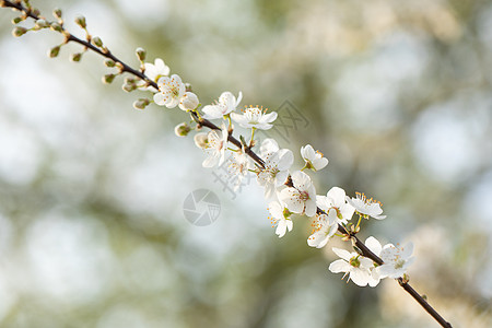 春季欧洲李花盛开背景图片