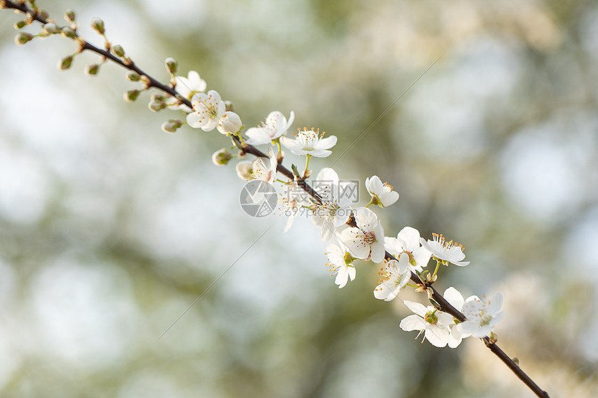 春季欧洲李花盛开图片