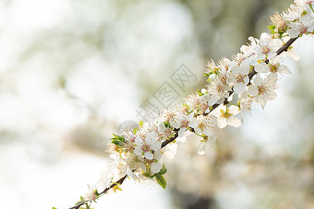 春季欧洲李花盛开高清图片