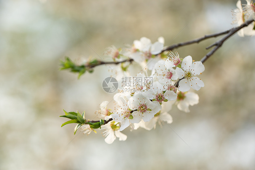 春季欧洲李花盛开图片