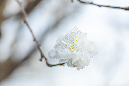 一朵白色桃花春季盛开的碧桃花背景