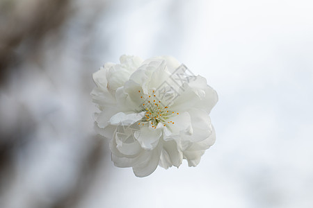 春季盛开的碧桃花高清图片