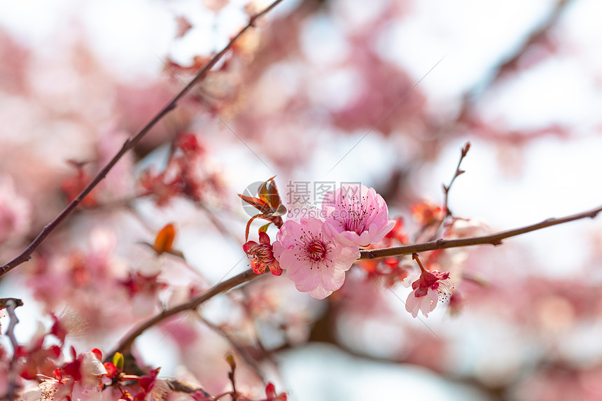 春天盛开的梅花图片