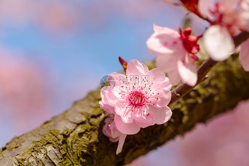 春天盛开的梅花图片